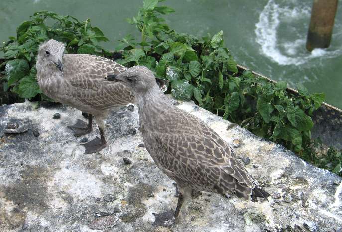 Baby seagulls
