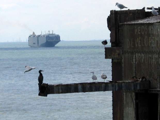 Cormarant Gulls & Autocarrier