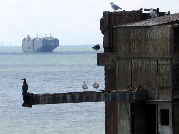 Cormarant Gulls & Autocarrier