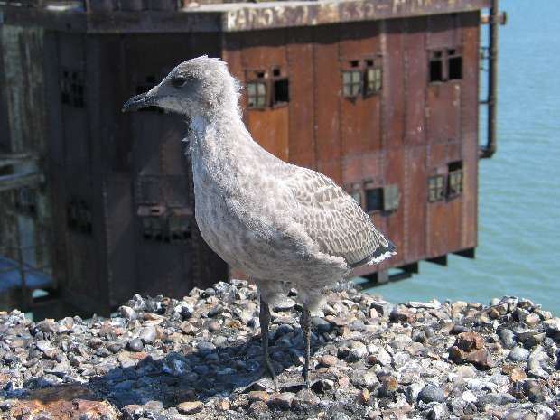 Fledling Seagull up close