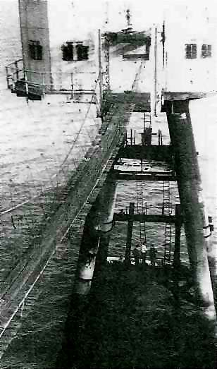 Completed Jungle Walk Completed Jungle Walk